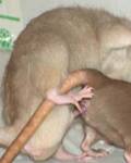 animales - Sexo entre asquerosas ratas