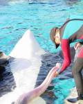 animales - Cacho de picha de la ballena