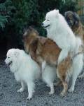 animales - Orgia de perros