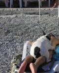 animales - Vigila tu espalda siempre si quieres ser de culo virgen