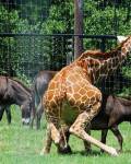 animales - Jirafa necesitada de sexo viola a un burro