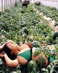 Un campo de melones