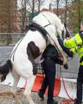 Foll�ndose al policia